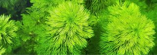 Limnophila sessiliflora Ambulia