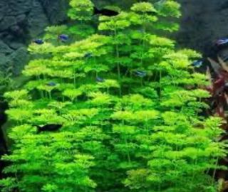 Limnophila sessiliflora Ambulia
