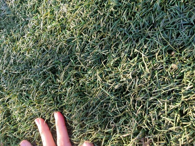 OFERTA EN CESPED 5€m2 modelo foto