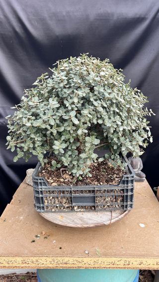 PRE BONSAI QUERCUS SUBER ALCORNOQUE