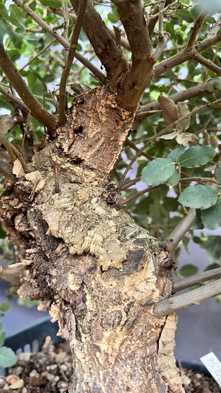 PRE BONSAI QUERCUS SUBER ALCORNOQUE