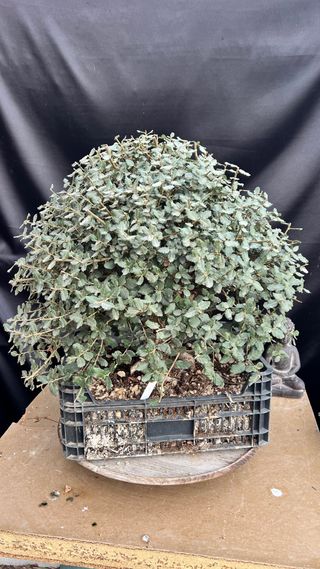 PRE BONSAI QUERCUS SUBER ALCORNOQUE