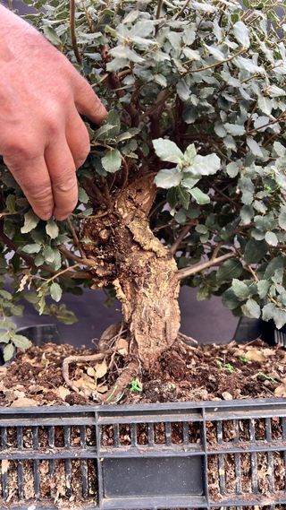 PRE BONSAI QUERCUS SUBER ALCORNOQUE