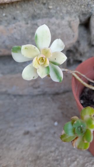 Aeonium castello paivae variegata