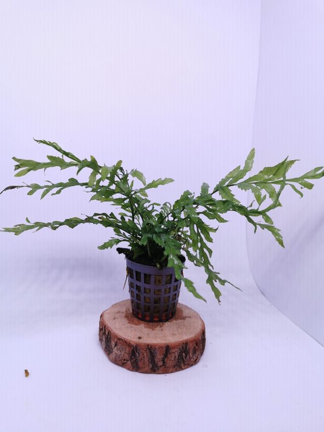 Helecho Bolbitis-planta para acuario