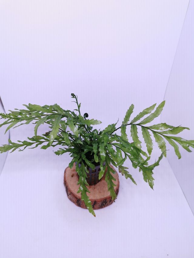 Helecho Bolbitis-planta para acuario