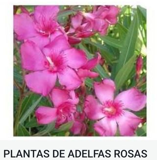 Plantas de Adelfas Rosa Intenso