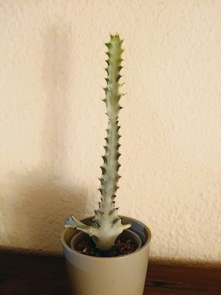 Euphorbia White Ghost ( Fantasma Blanco)