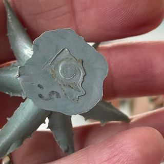 navidad / cactus agave