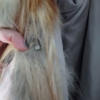 Pellicce vere volpe bianca e rossa prezzo totale