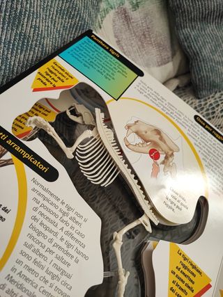 libro con la tigre 3D