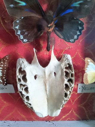 Teca con Farfalle e osso