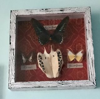 Teca con Farfalle e osso