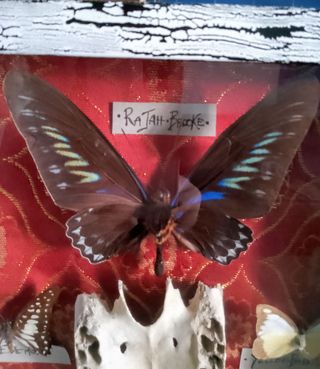 Teca con Farfalle e osso