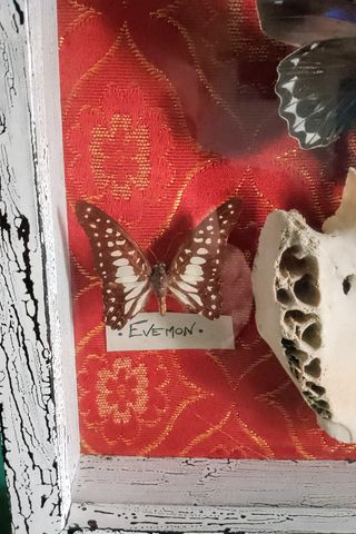 Teca con Farfalle e osso