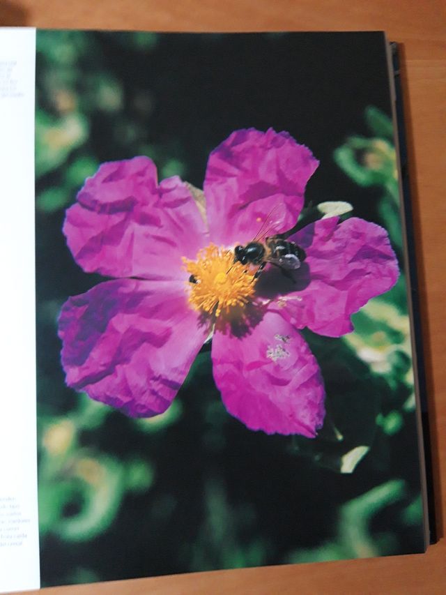 12 naturalezas mediterráneas