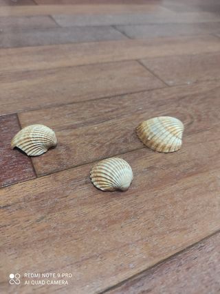 Conchiglie collezione