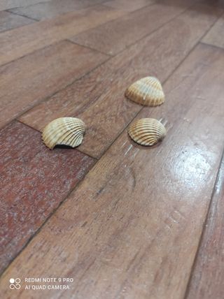 Conchiglie collezione