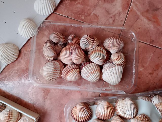 Conchas marinas 