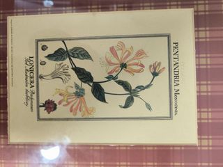 Quadros com motivos botânicos