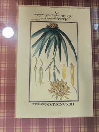 Quadros com motivos botânicos