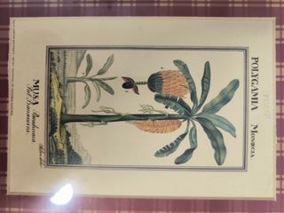 Quadros com motivos botânicos