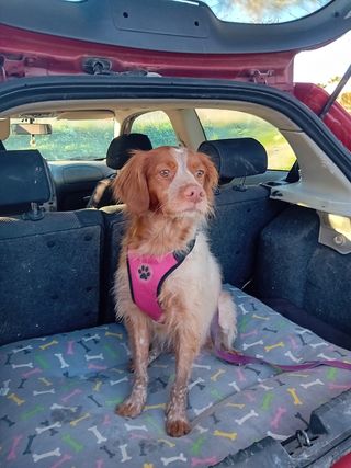 Adiestramiento y residencia canina