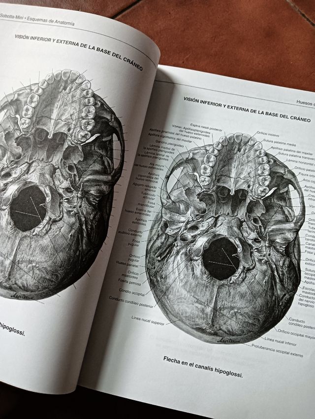 Sobotta Anatomia