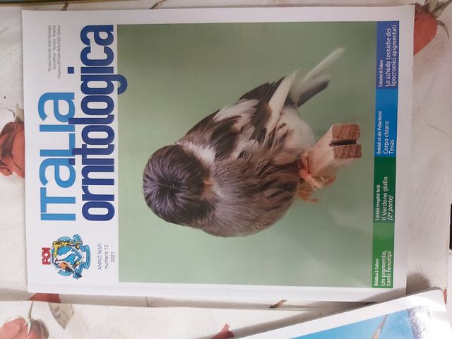 15 giornali rivista Italia Ornitologica