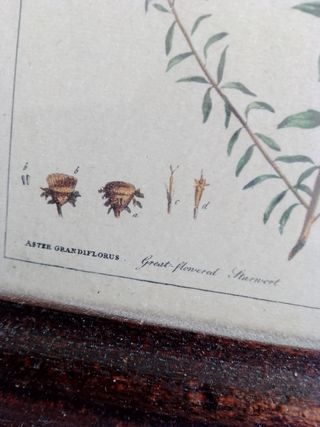 Set di 5 quadretti con stampe e dipinti floreali