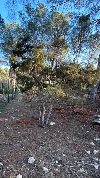 jardinero , desbrozado  , limpieza de bosque