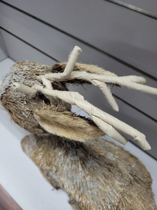 Cervatillo grande de paja