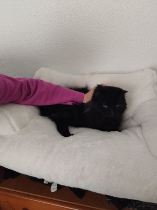 Cama sofá gatos/perros