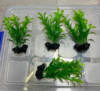 Planta acuario Tetra