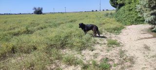 Socialización perros