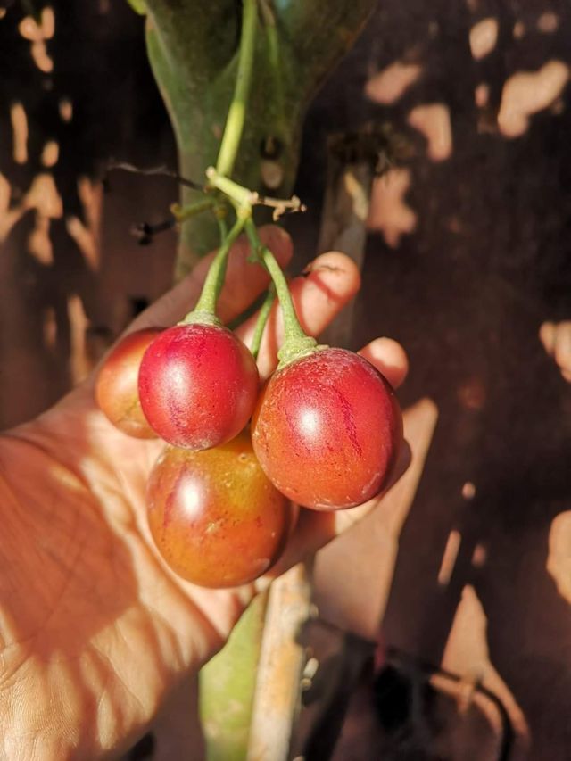 Semi freschissimi di Tamarillo