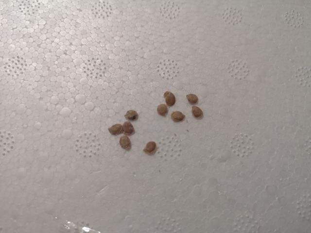 Semi freschissimi di Tamarillo