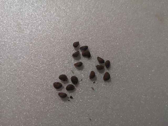 Semi di Pavonia Hastata