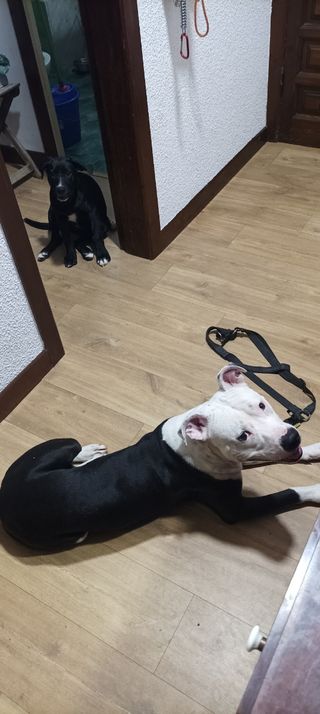 Paseador y cuidador de perros serio y responsable