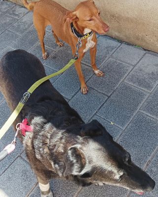 Paseador y cuidador de perros serio y responsable