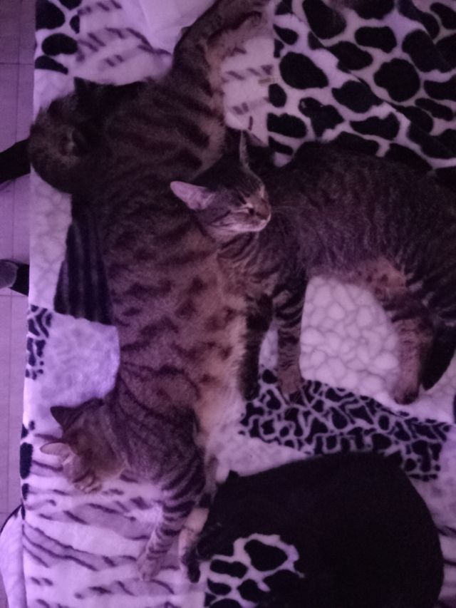 Paseo y cuido de tu mascota!!!guarderia, cuidado..