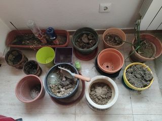 Conjunto de macetas de barro y plástico variadas