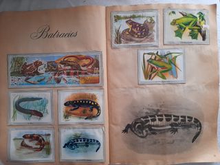 Álbum Naturaleza y color con 270 cromos