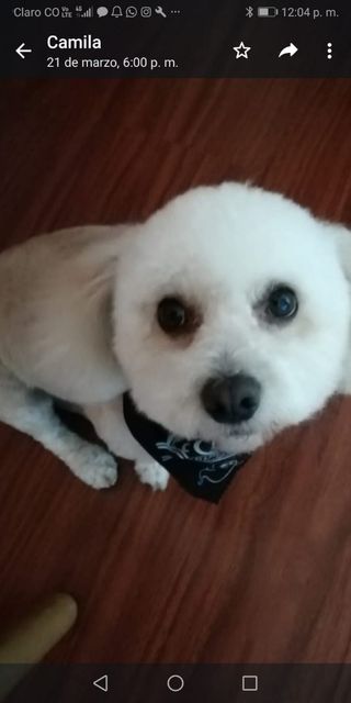 Paseo y cuidado perros