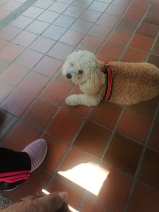 Paseo y cuidado perros