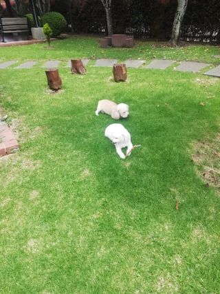 Paseo y cuidado perros