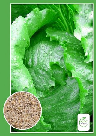 Semillas de lechuga "Iceberg" (0.5 gr)