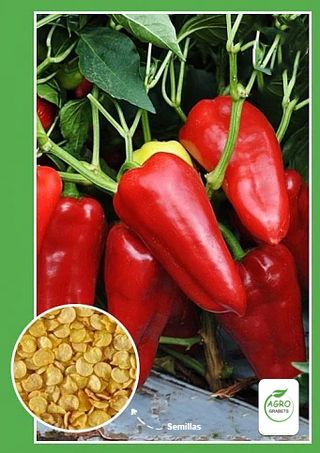 Semillas de pimiento "Golondrina"(10 unidades)
