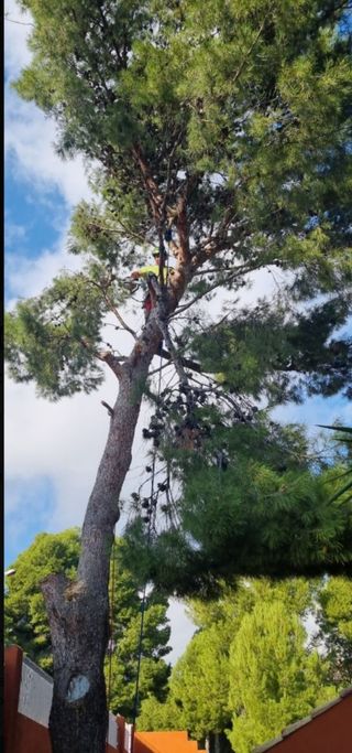 podar i tallar de pinos sin compromiso