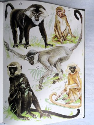 Libro. La Fauna Asiática.